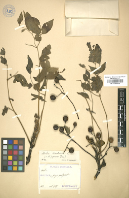 LE 01005520