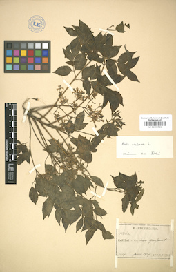LE 01005521