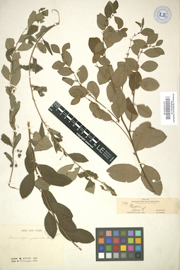LE 01005538