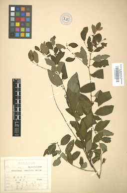 LE 01005539