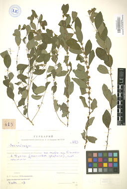 LE 01005541