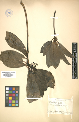 LE 01005552