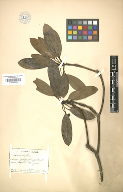 LE 01005553