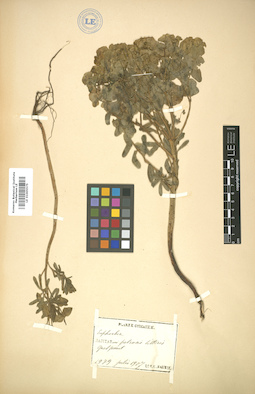 LE 01005575