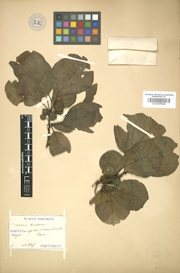 LE 01005586