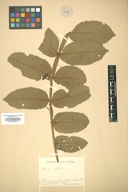 LE 01005590