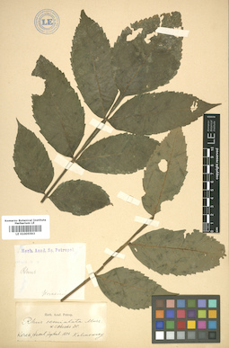 LE 01005593