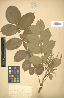 LE 01005594