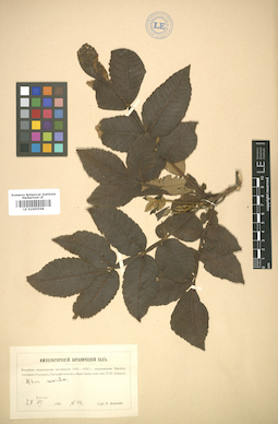 LE 01005598