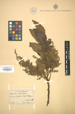 LE 01005599