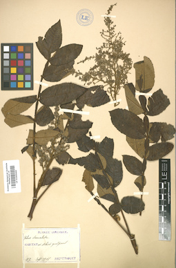 LE 01005600