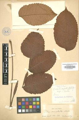 LE 01005601
