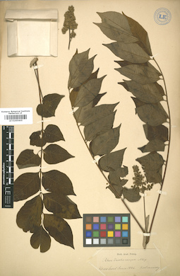 LE 01005605