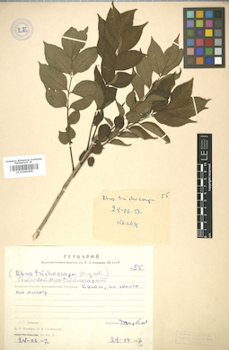 LE 01005606
