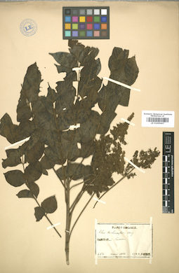 LE 01005607