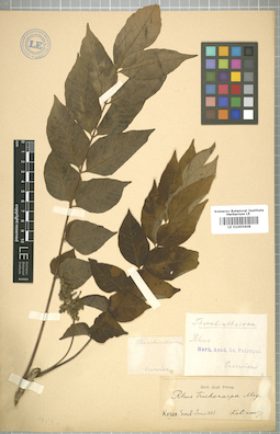 LE 01005608