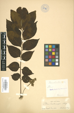 LE 01005609