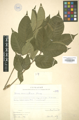 LE 01005610