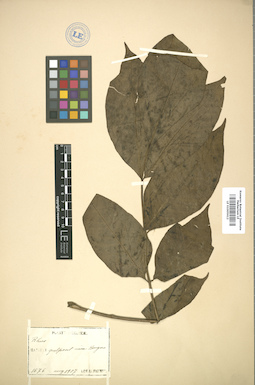 LE 01005612