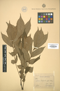 LE 01005613