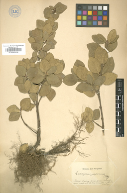 LE 01005638