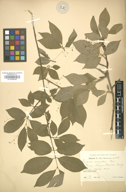 LE 01005642