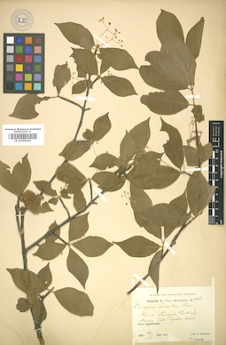 LE 01005643