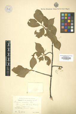 LE 01005644