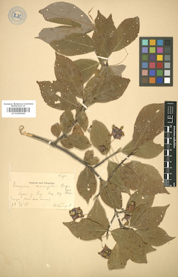 LE 01005645