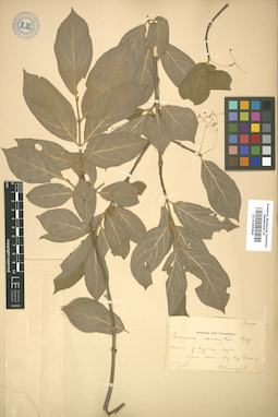 LE 01005646