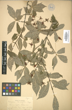LE 01005648