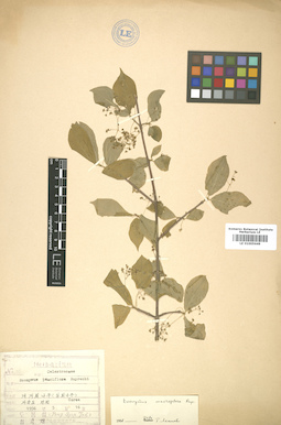 LE 01005649
