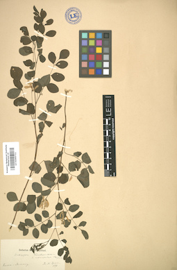 LE 01005711