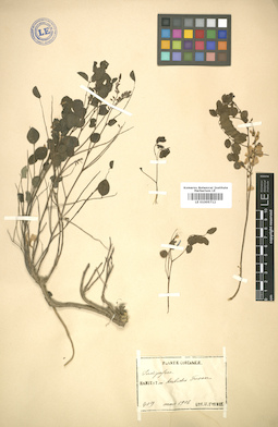 LE 01005712