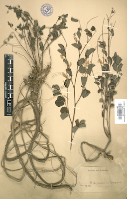 LE 01005715