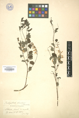LE 01005719