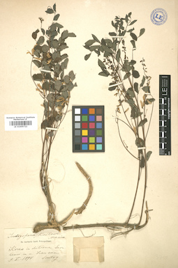 LE 01005722