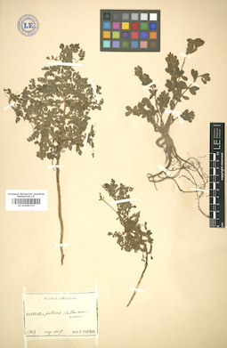 LE 01005727