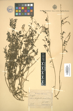 LE 01005729