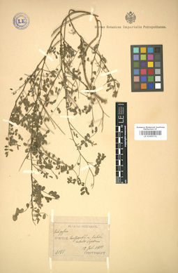 LE 01005731