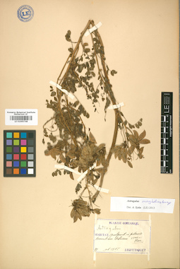 LE 01005748