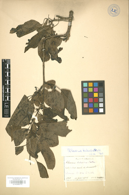 LE 01005775