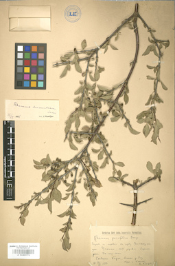LE 01005776