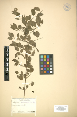 LE 01005783