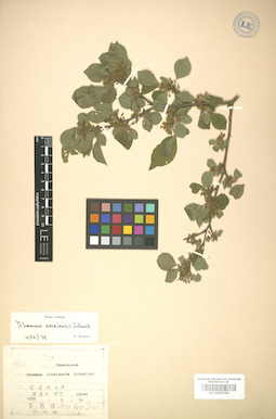 LE 01005784