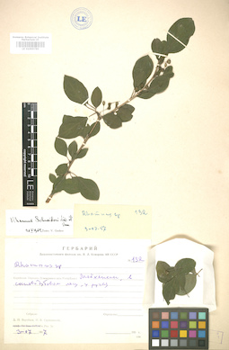 LE 01005785