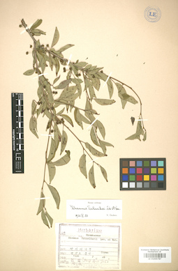 LE 01005787