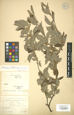 LE 01005791