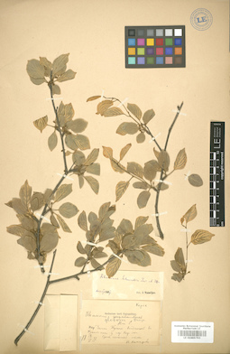 LE 01005793
