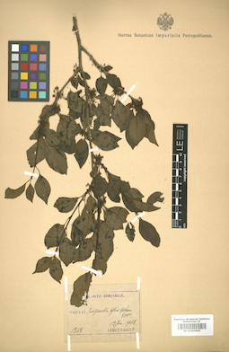 LE 01005800